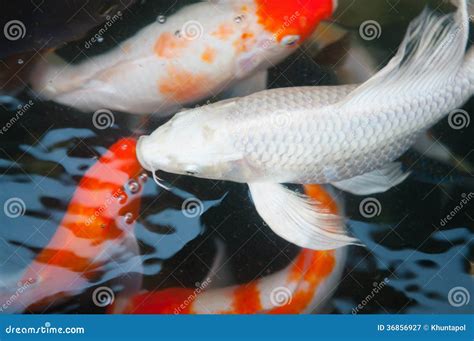 Chinese Fish Species