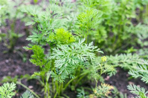 Best Parsley Companion Plants