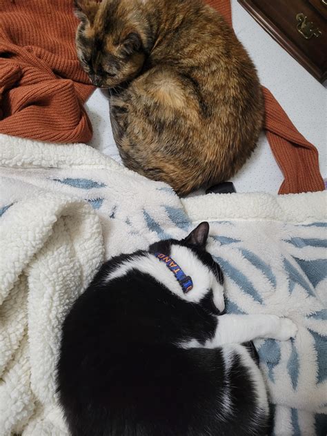 Image result for Cuddle Bug Meme