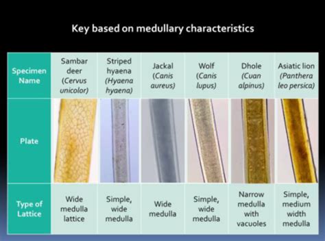 உயர்நிலை வன உயிரினப் பாதுகாப்பு நிறுவனம்