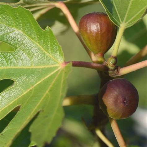 Black Mission Fig | Plants Express