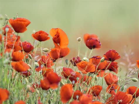 Poppy Flower Meaning Complete Guide – WHBNXF