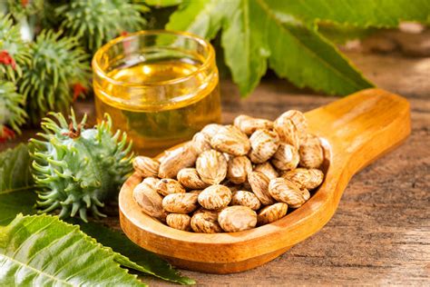 Castor, mustard and olive oil hair mask – Rey Naturals