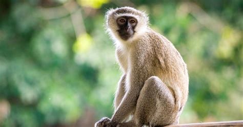 Why monkeys attack sick members of their troop