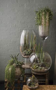 vasi trasparenti vasi trasparenti in vetro utilizzati come terrarium di vasi trasparenti vasi trasparenti in vetro utilizzati come terrarium di