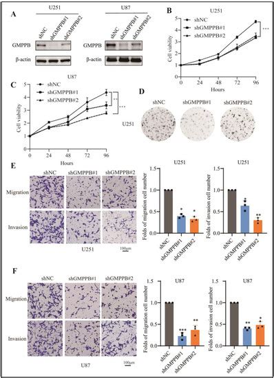 Silencing GMPPB Inhibits the Proliferation and Invasion of GBM via ...