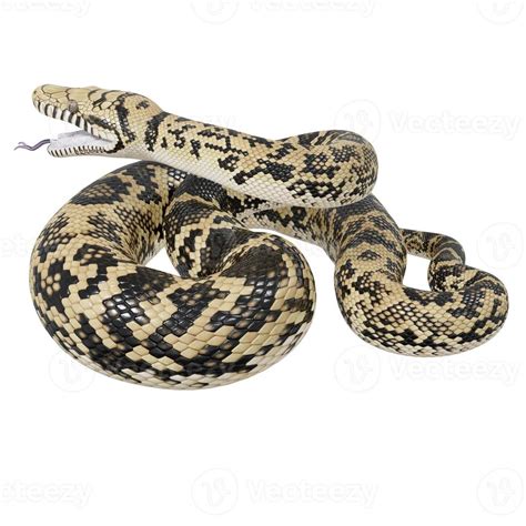 Image result for Biggest Scrub Python