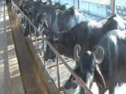 Buldana Urban - Cooperative Credit Society