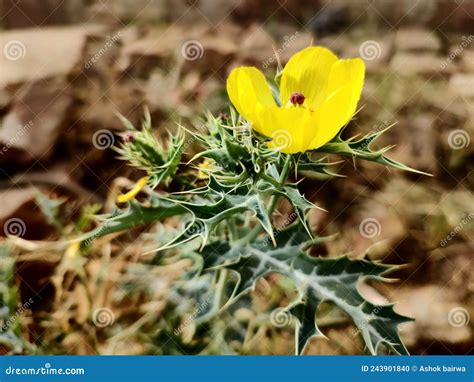 Mexican Prickly Poppy, Argemone Mexicana Weed Yellow Flower with ...