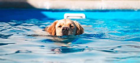 Image result for Dogs Swim Compilation