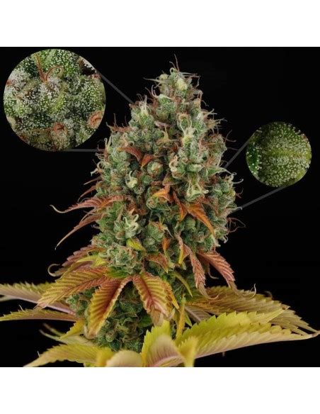 ODV Sour (Lady Sativa Genetics) Regular Cannabis Seeds