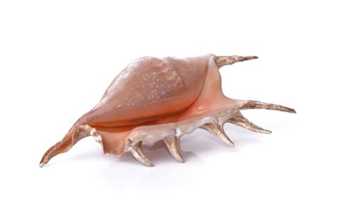 Image result for Pearly Sea Shells