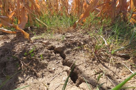 Robot iz Srbije koji sadi povrće i bere voće - BetaRS