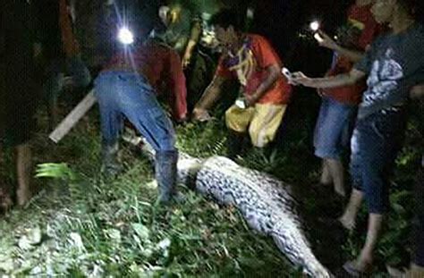 Image result for Indonesian Python 23Ft