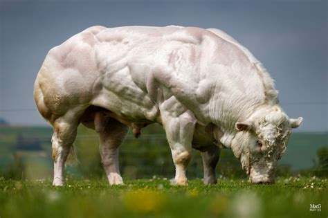 Polled bulls - Belgian Blue Group