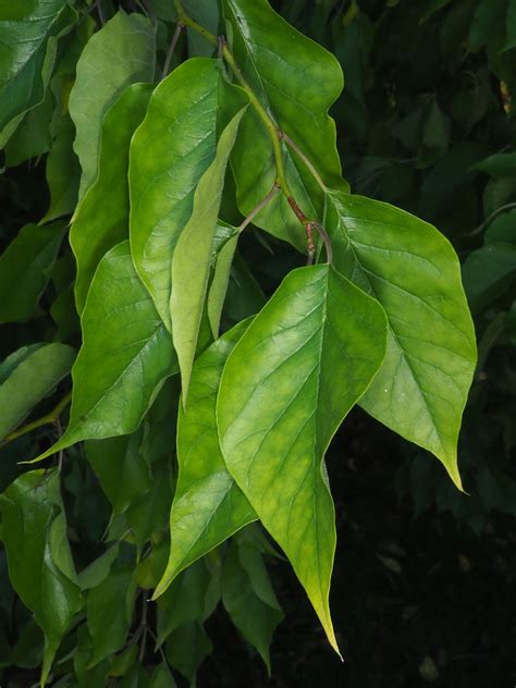 Maclura pomifera (Raf.) C.K.Schneid. | Plants of the World Online | Kew ...