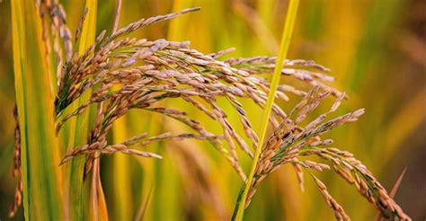 Control rice diseases and plant hopper to increase rice quality. | Syngenta
