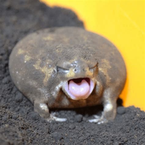 My favorite frog is the desert rain frog : r/notinteresting