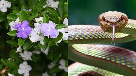 Does Raat Rani really attract snakes into your home gardens?