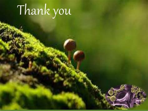 Image result for Fungi Reproduction