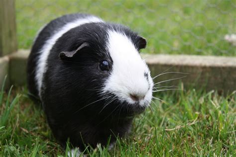 Beautifully marked short-haired black-and-white #GuineaPig by Katie ...