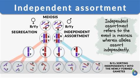 Independent Assortment Definition and Examples - Biology Online Dictionary
