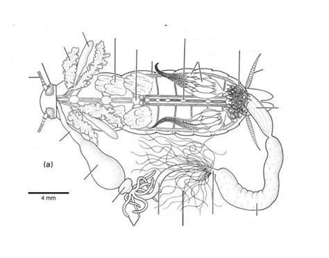 Inside a Cockroach 的图像结果