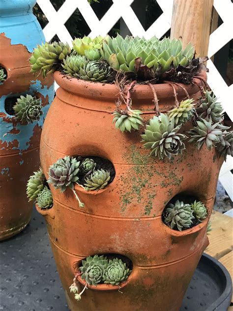 Pin by Kelly Fisher on Hens & Chicks planting ideas | Hens and chicks ...