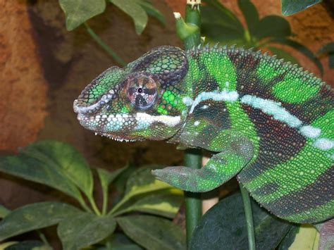 Verkaufe Pantherchamäleon Ambanja Blue Diamond in Bopfingen | Tiere ...