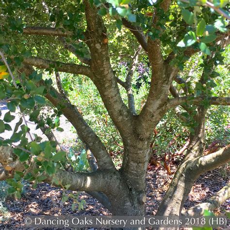 Quercus x wislizenii, Hybrid Interior Live Oak, no shipping to CA ...