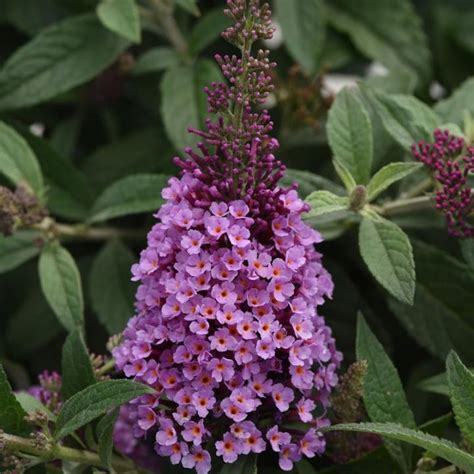 Chrysalis™ Cranberry Butterfly Bush | Plant Addicts