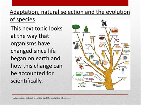 Image result for Natural Selection vs Evolution