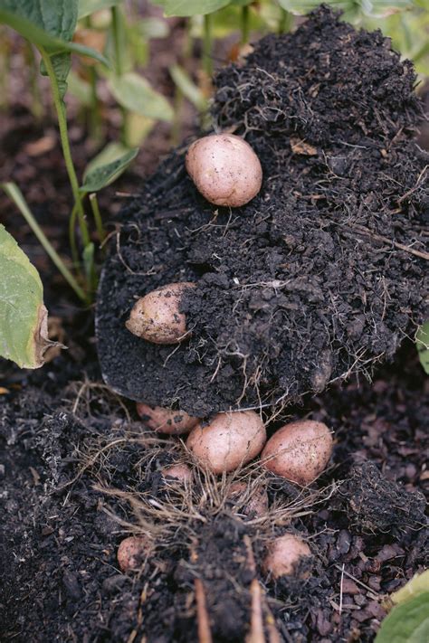 Your Quick & Easy Guide to Growing Potatoes in Raised Beds • Gardenary