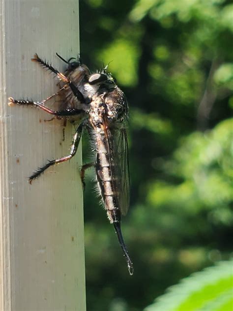 Robber Fly Bite