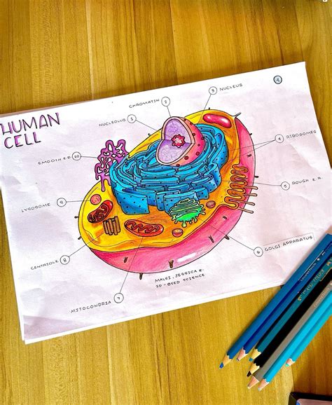 Eukaryotic Cell Drawing with Label