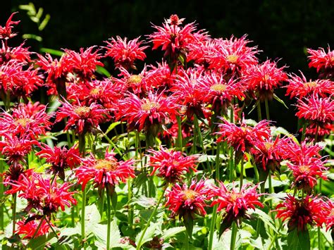 Amazon.com : Bonnie Plants Bee Balm, 19.3 oz, 4-Pack, Live Plants ...