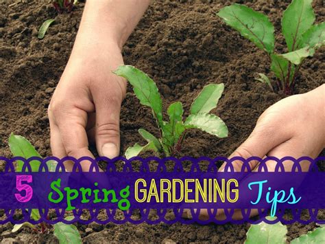 Image result for Spring Gardening Tips