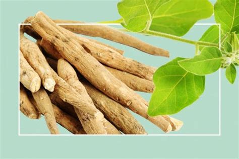 Shilajit vs. Ashwagandha: Which is Best for You?