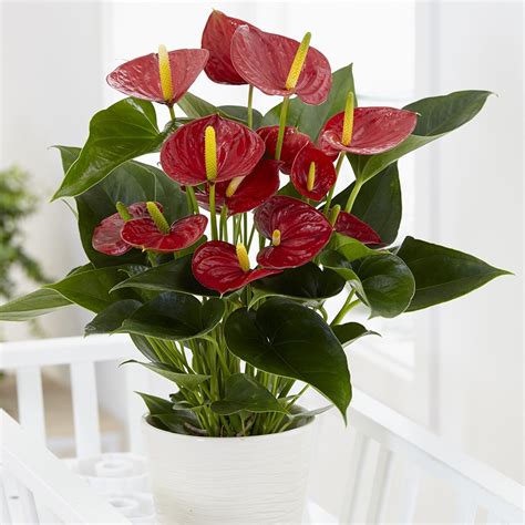 Buy flamingo flower Anthurium '(Andraeanum Group) Red Champion ...