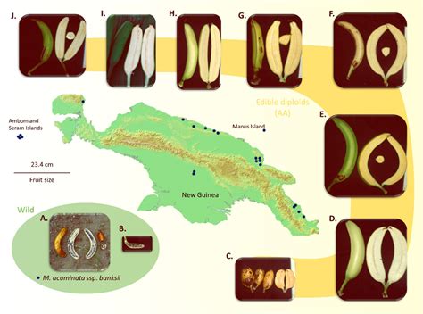 Wild Banana Vs Domestic Banana at Frank Keith blog