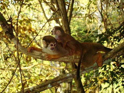 AMAZON EXPLORERS - MANAUS DAY TOURS (2026) All You Need to Know BEFORE ...