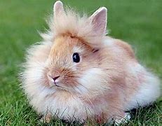 Image result for Adoption Dwarf Rabbits