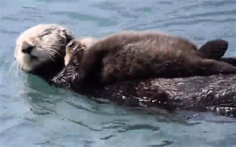 Little Sea Otter Became Popular – 1ST Kiss Novel
