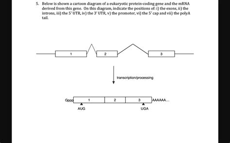 Image result for Coding Region