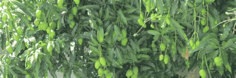 Top 10 Fruit Plants for Indian Gardens – Complete Guide by Mahindra Nu ...