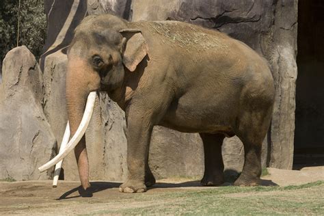 Asian Elephant | Tulsa Zoo