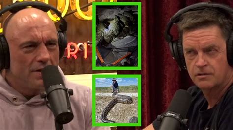 Image result for Florida Python Invasion