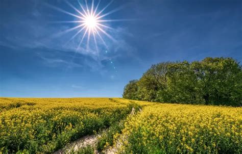Wallpaper road, the sun, blue, rape, rapeseed field for mobile and ...