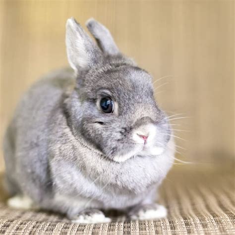 The 5 Best Small Rabbit Breeds | Petme