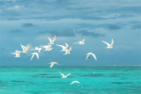 Download Flying Birds In The Ocean Wallpaper | Wallpapers.com